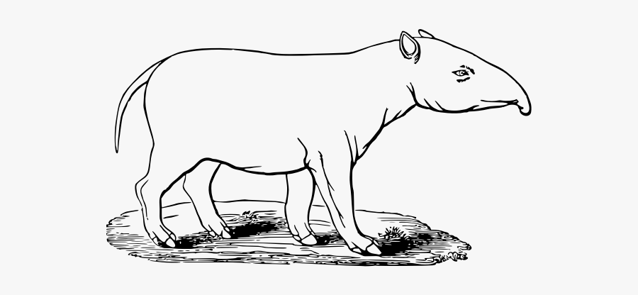 Tapir Illustration - Tapir Clipart, Transparent Clipart