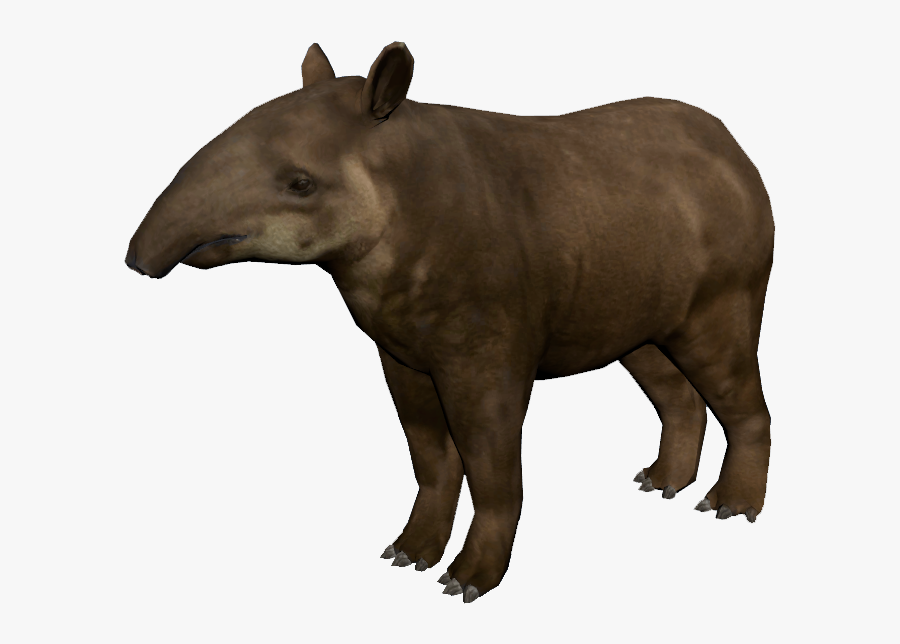South American Tapir - Tapires Png, Transparent Clipart