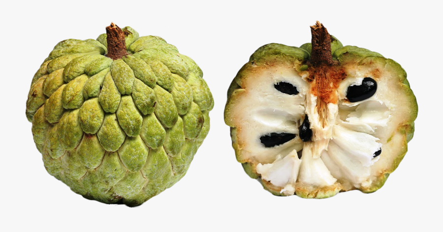 Scale Clipart Fruit - Sugar Apple, Transparent Clipart