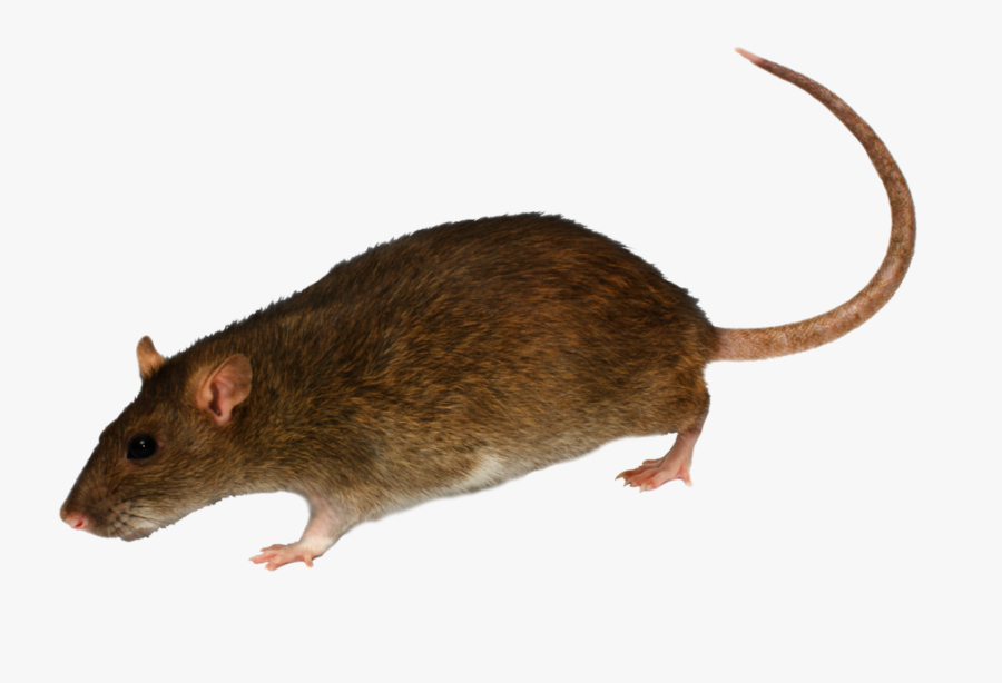 Norway Rat, Transparent Clipart