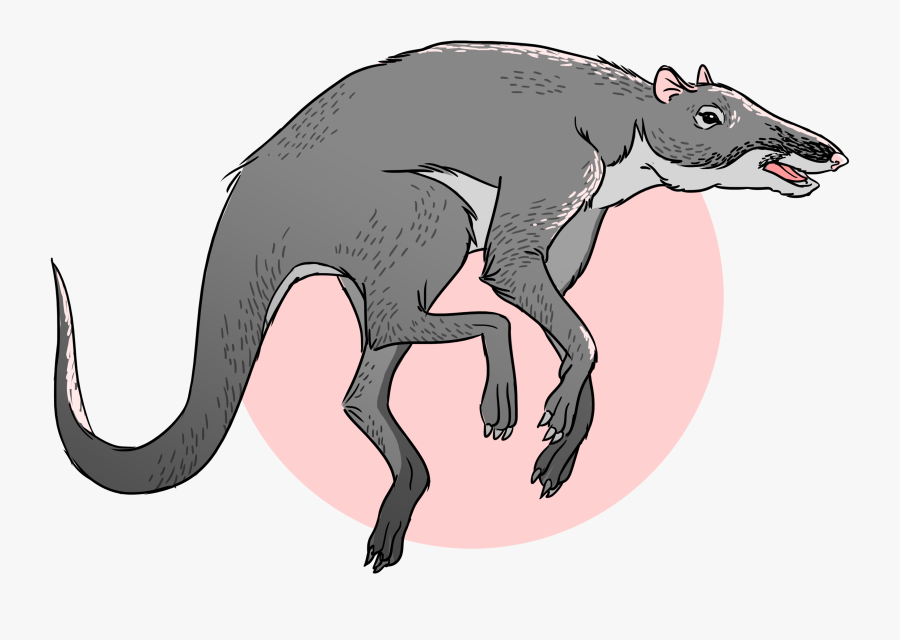 Kangaroo, Transparent Clipart