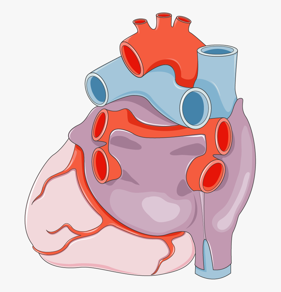 Coeur - Infarto Agudo Al Miocardio Png, Transparent Clipart