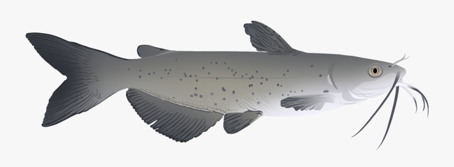 Channel Catfish - Cat Fish, Transparent Clipart
