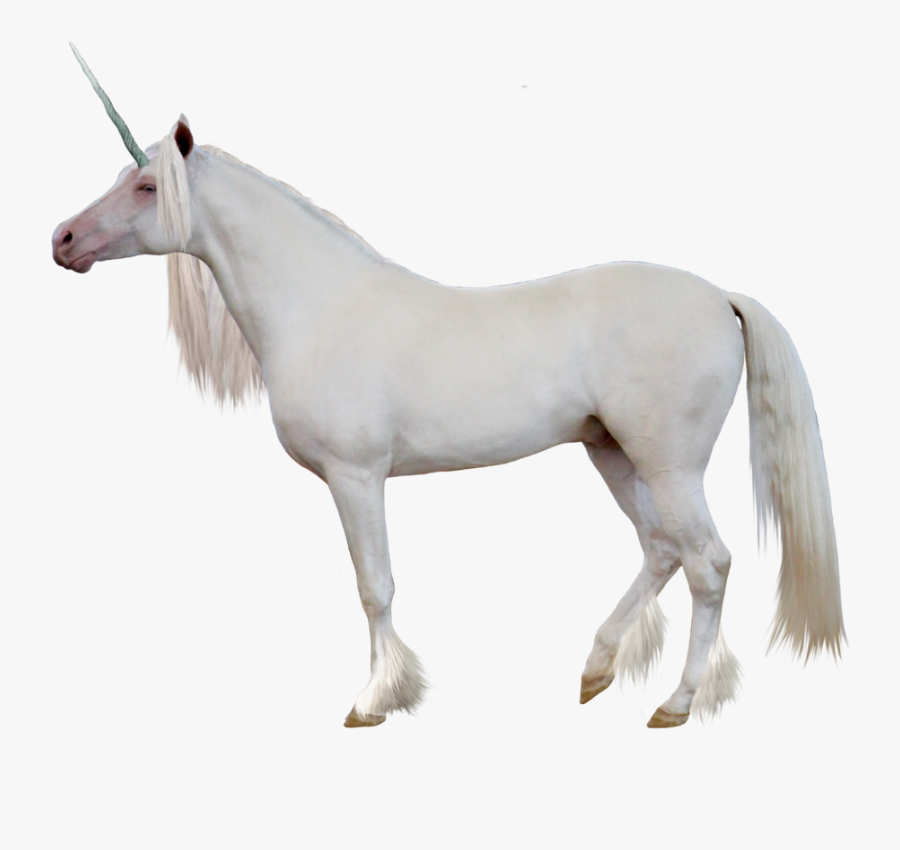 Unicorn Png - Unicórnio Real Png, Transparent Clipart