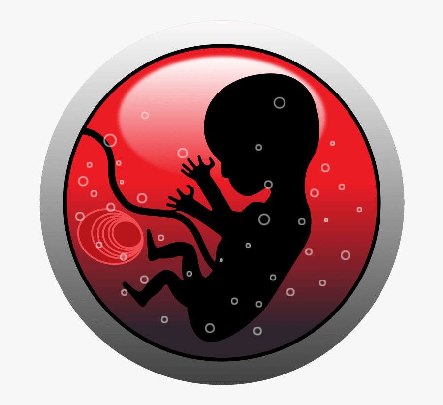 Human Fetus Png, Transparent Clipart