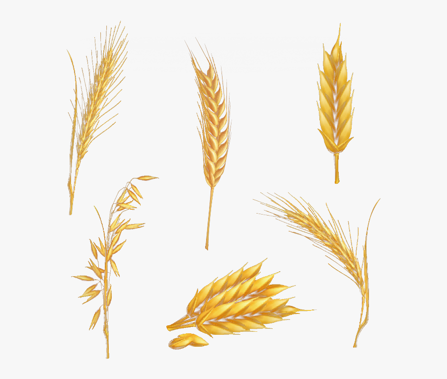 Clip Art Transprent Png - Espigas De Trigo Hd, Transparent Clipart