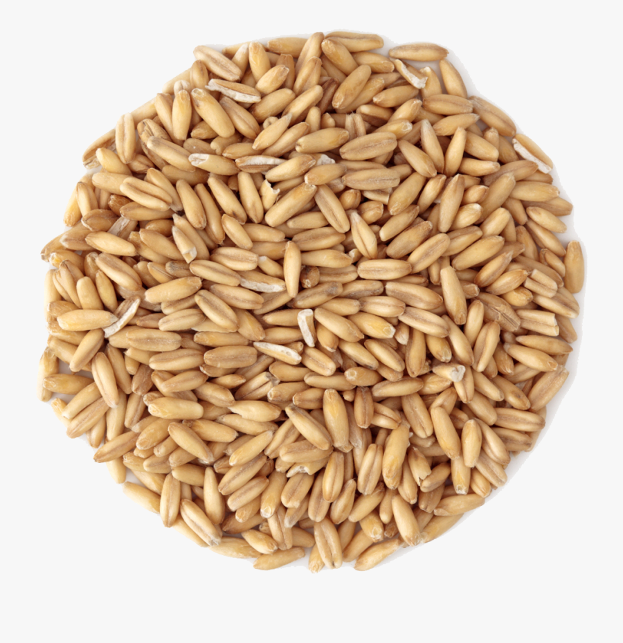 Small Pile Of Grain - Oat, Transparent Clipart
