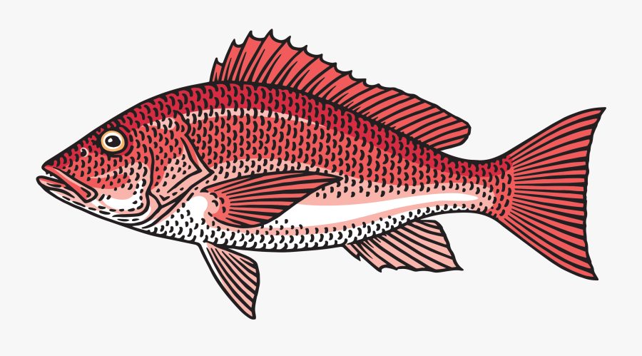 Red Snapper Clipart, Transparent Clipart