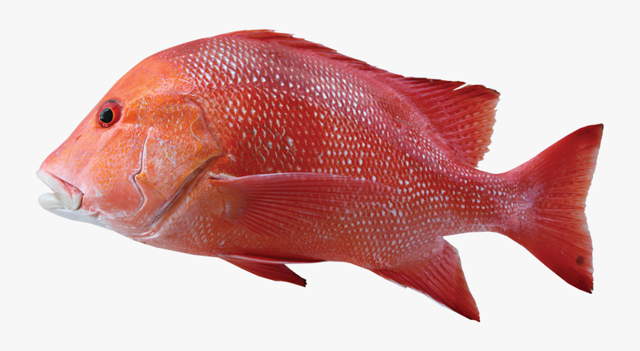 Transparent Red Snapper Png - Red Emperor Fish, Transparent Clipart