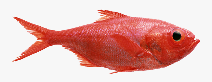 Red Fish Png, Transparent Clipart