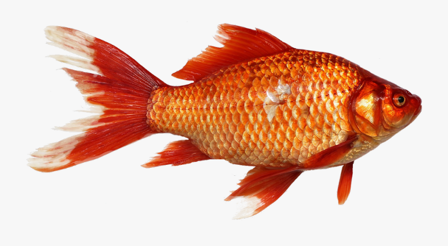 #animal #freetoedit - Fish And Their Young Ones, Transparent Clipart