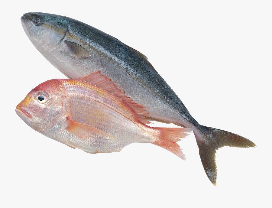 Fish Png - أسماك Png, Transparent Clipart