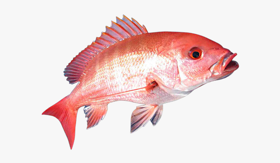 Red Snapper Fish Png, Transparent Clipart