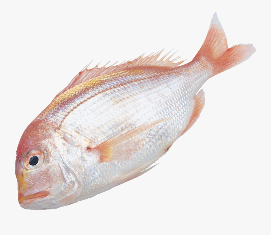 大 黄鱼, Transparent Clipart