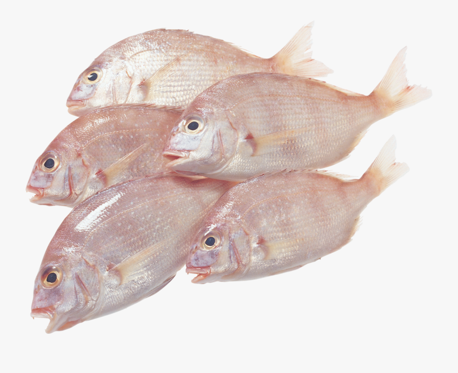 Машинка За Пелети За Риболов, Transparent Clipart