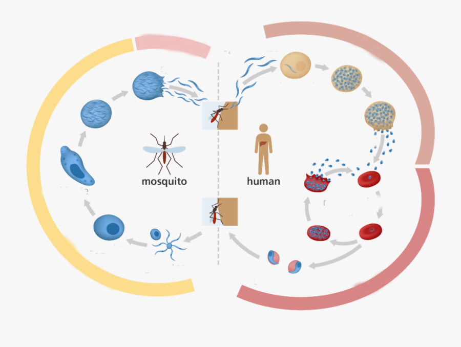 Transparent Red Blood Cell Clipart - Diagram Malaria Life Cycle, Transparent Clipart