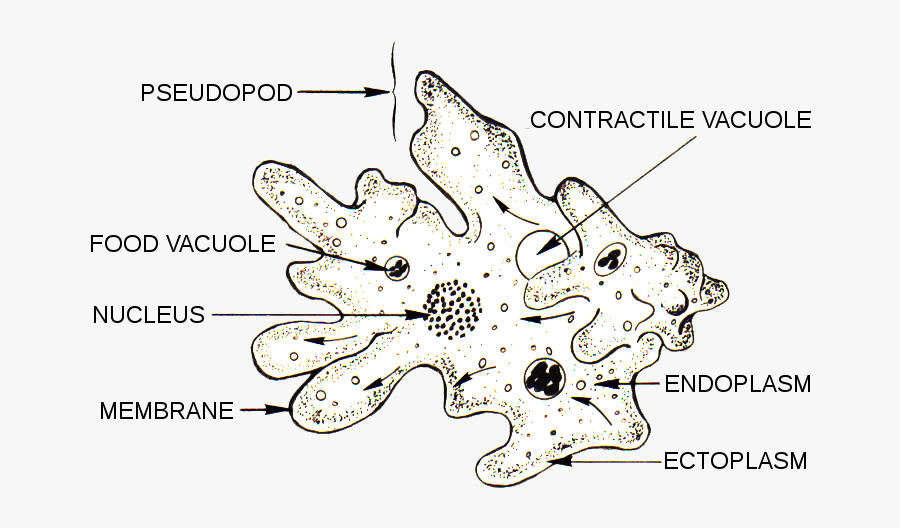 Microscopic Drawing Amoeba - Parts Of Amoeba, Transparent Clipart