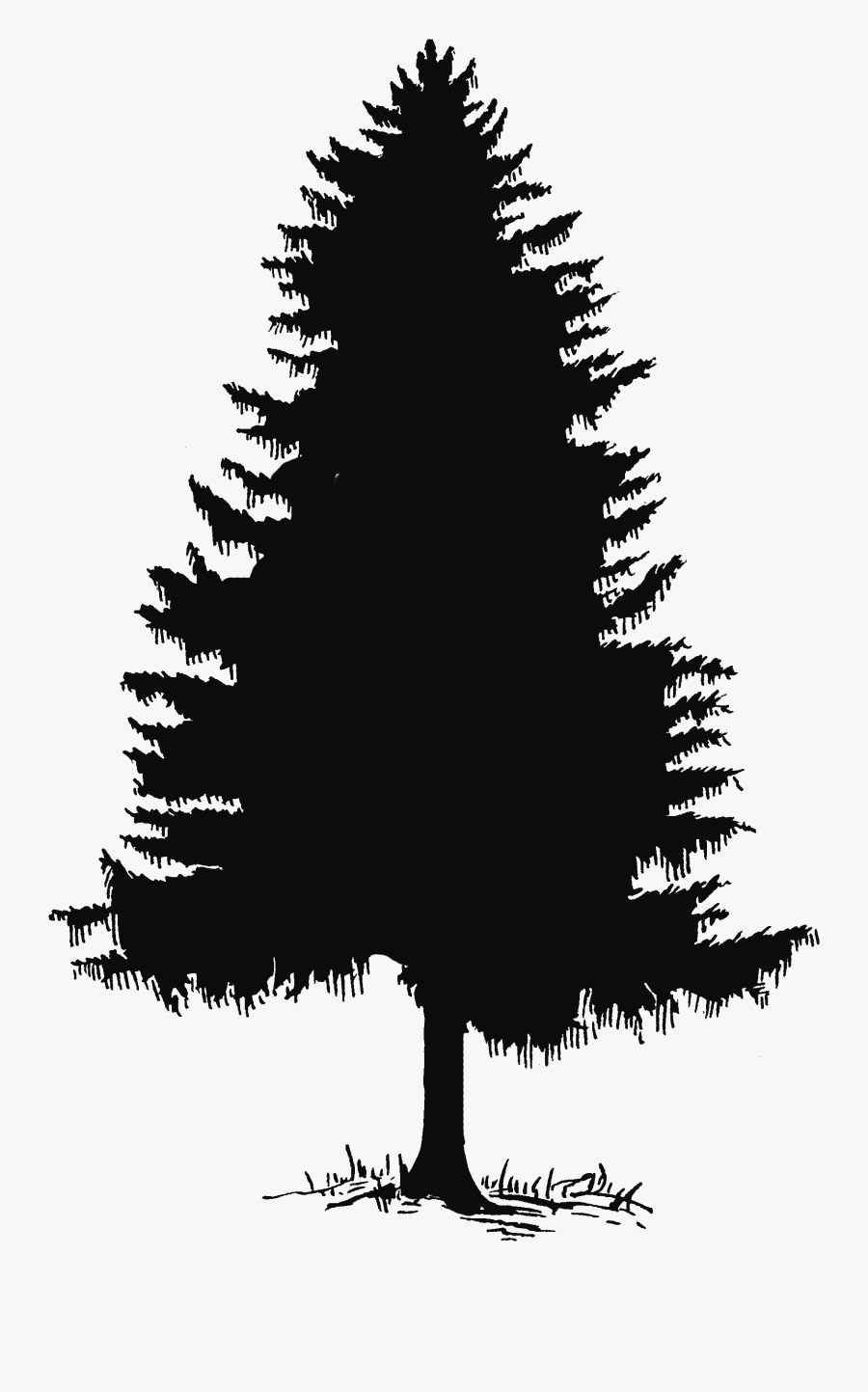 Cedar Tree Clip Art, Transparent Clipart