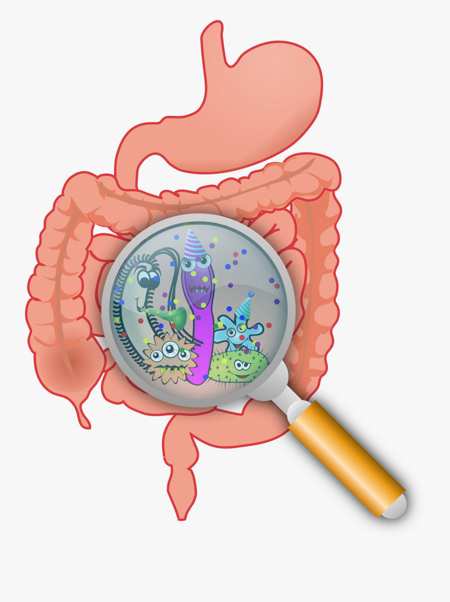 Bacteria In Your Gut, Transparent Clipart