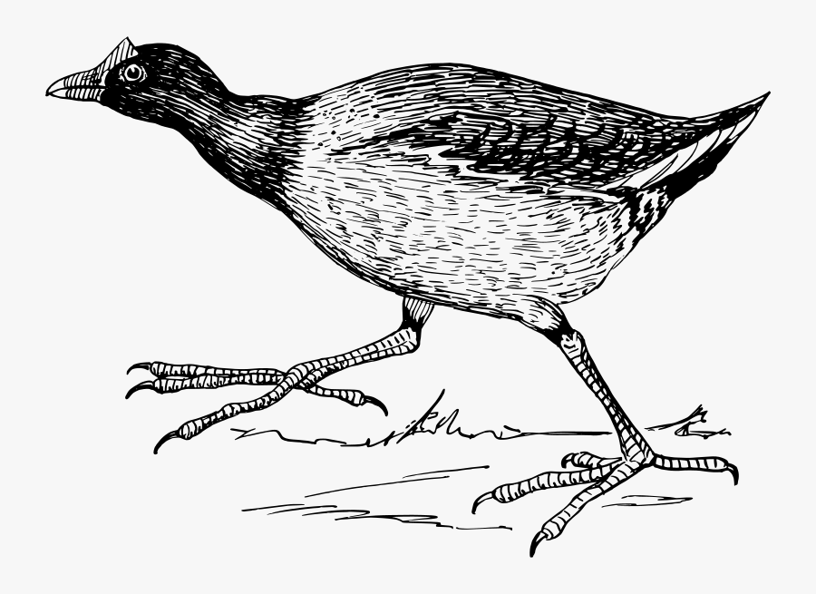 Gallinule - Jaçanã Desenho, Transparent Clipart