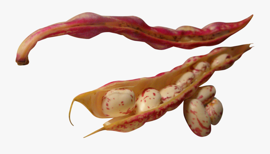 Beans Png Image - Portable Network Graphics, Transparent Clipart