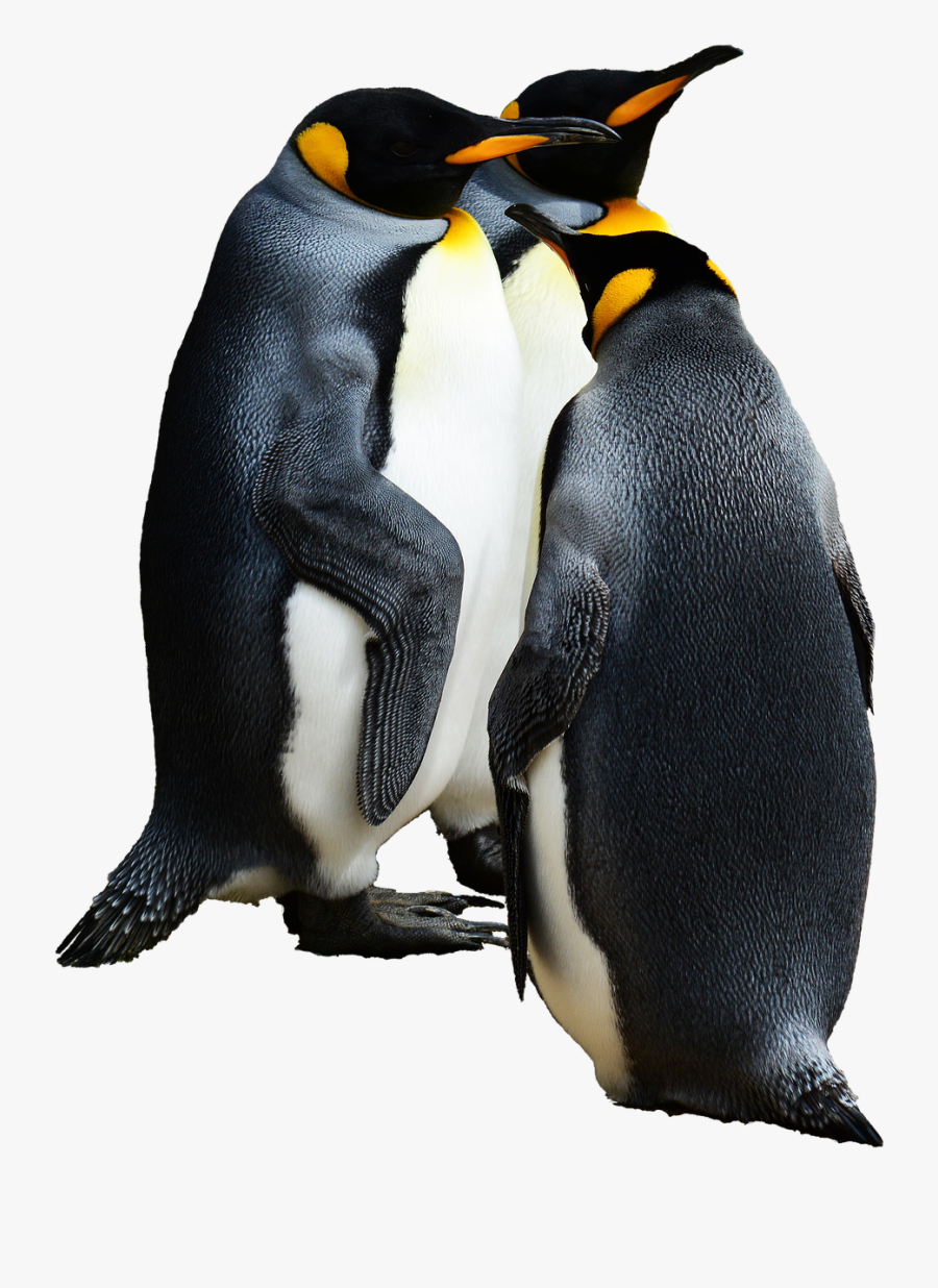 Emperor Penguin Transparent Background, Transparent Clipart