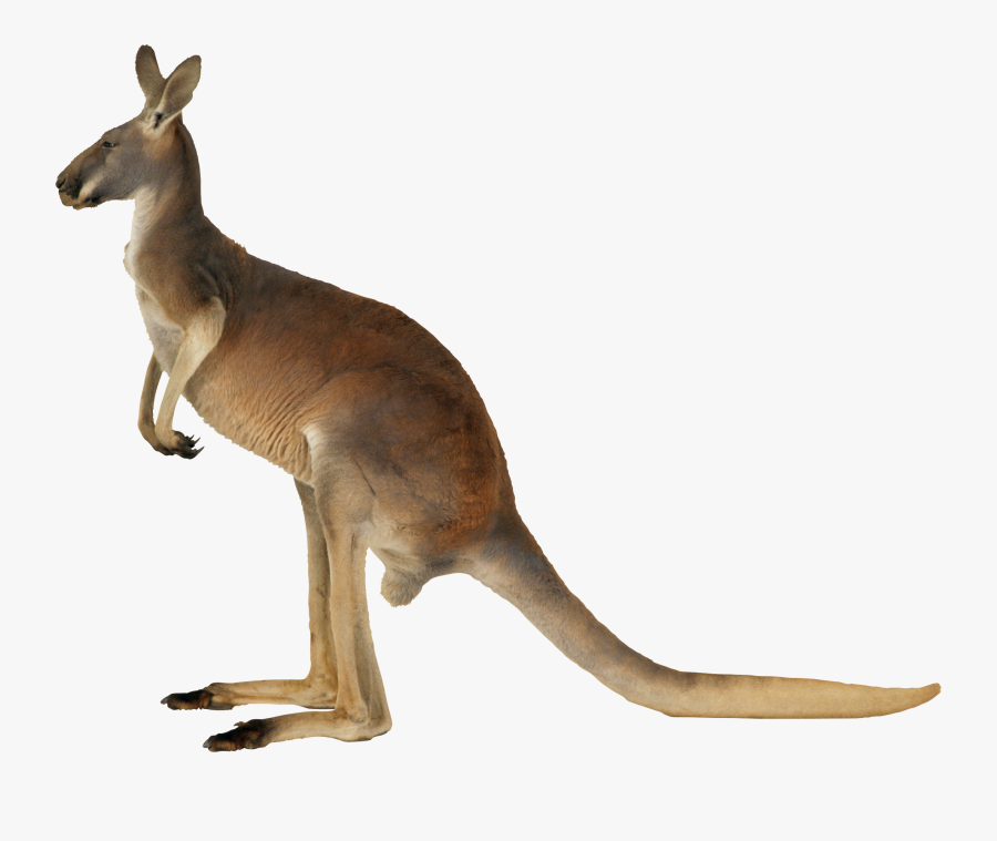Kangaroo Png, Transparent Clipart