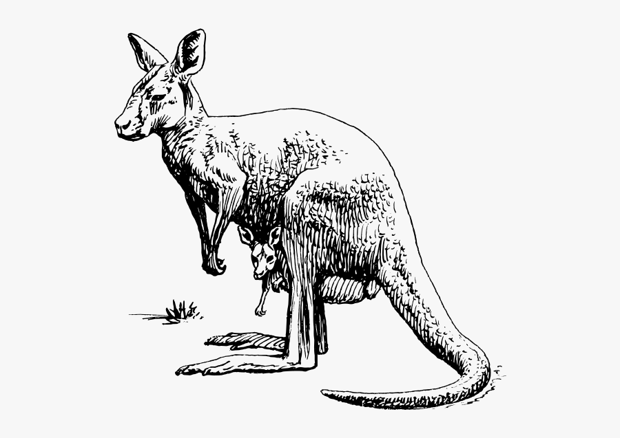 Kangaroo Png Clip Arts - Kangaroo Black And White, Transparent Clipart