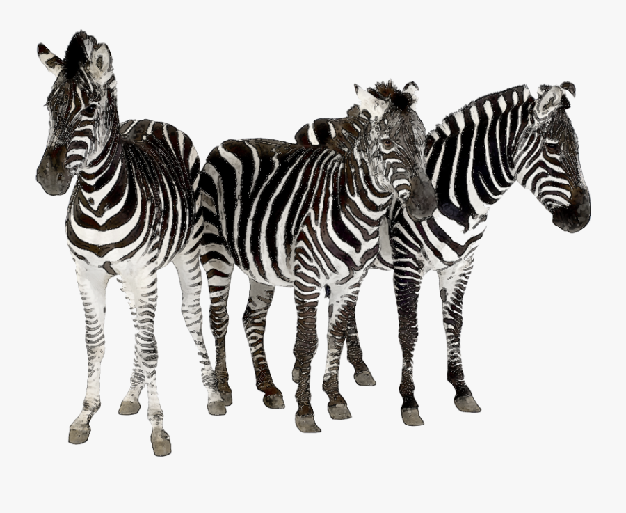Zebra Clipart Herd Zebras - Herd Of Zebra Png, Transparent Clipart