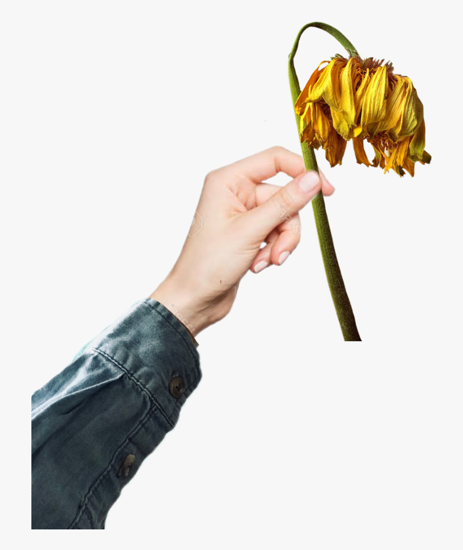 #deadflower #flower #dead #flowers #hand #holding #handgesture - Garden Roses, Transparent Clipart