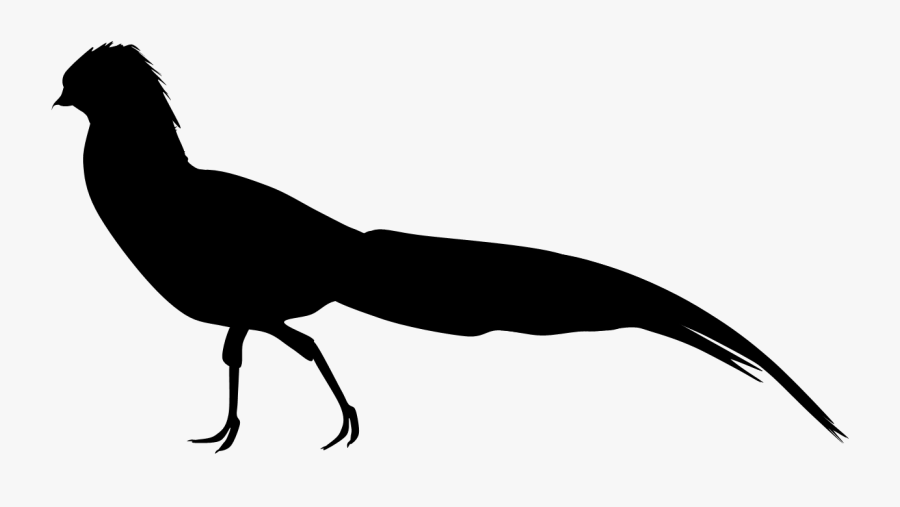 Jpg Black And White Library Golden Pheasant Clipart - Golden Pheasant Silhouette, Transparent Clipart