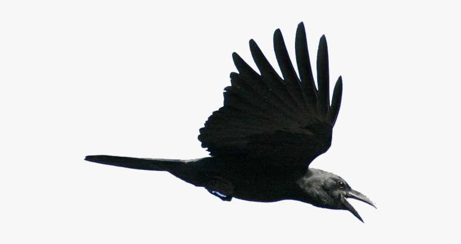 Flying Bird Png Download - Bird Black Png Flying, Transparent Clipart