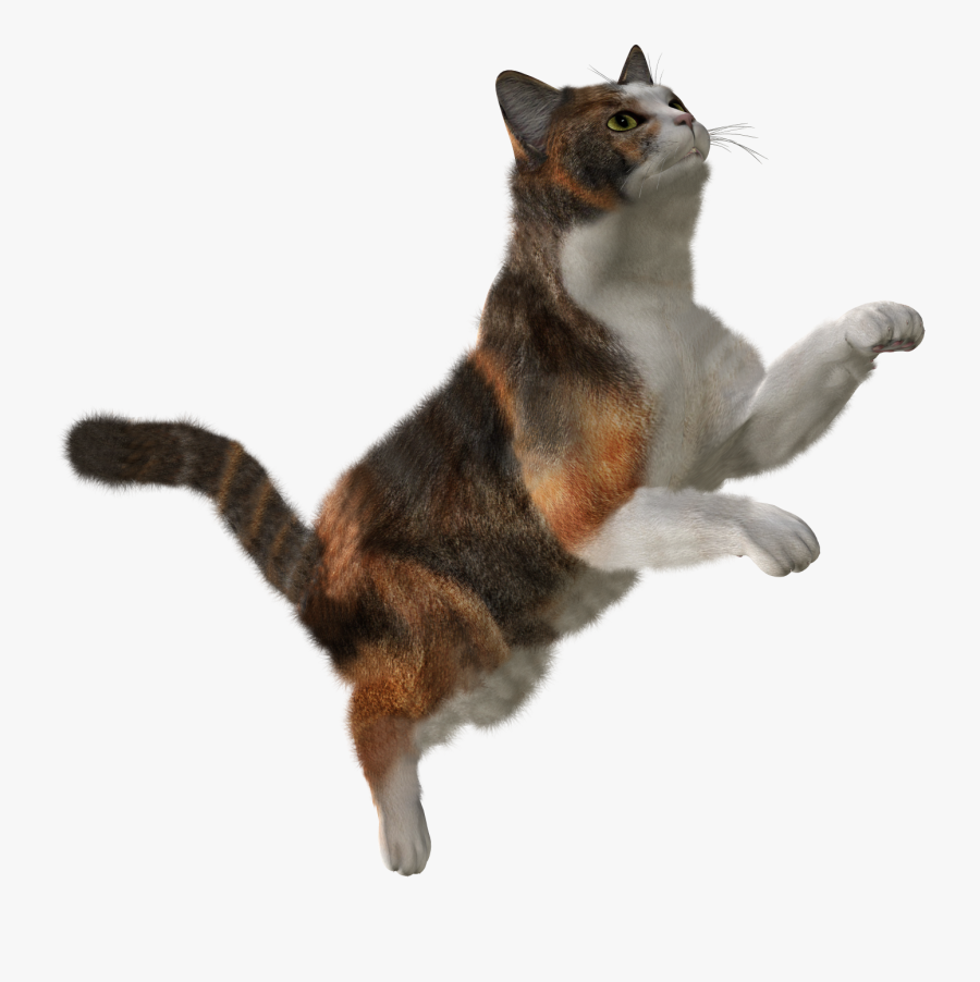 Png Image, Free Download Picture, Kitten - Cat Png, Transparent Clipart