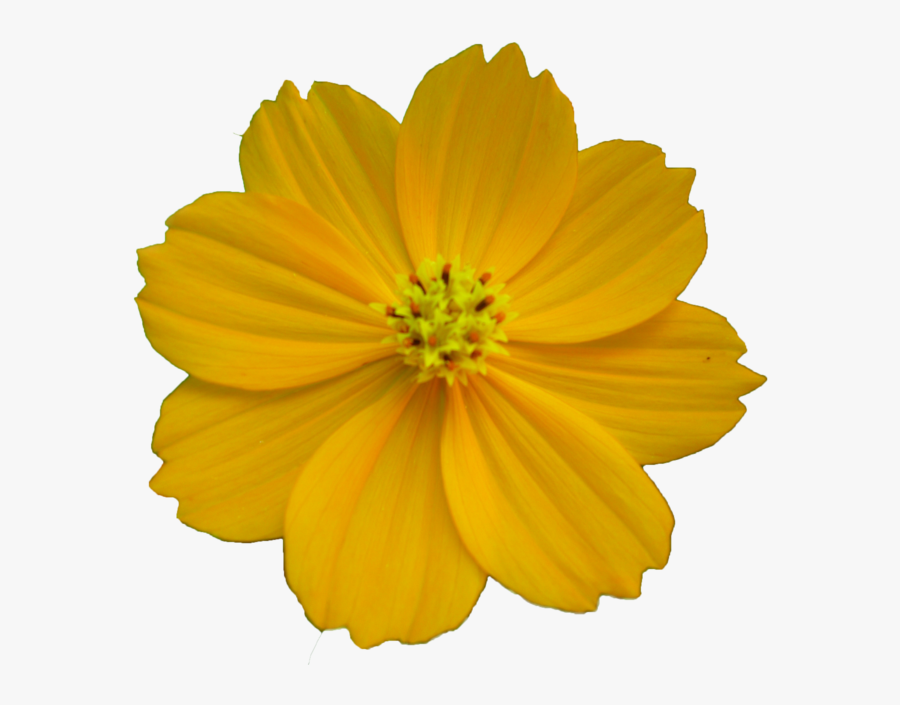 Free Flower Best Clipart Images - Portable Network Graphics, Transparent Clipart