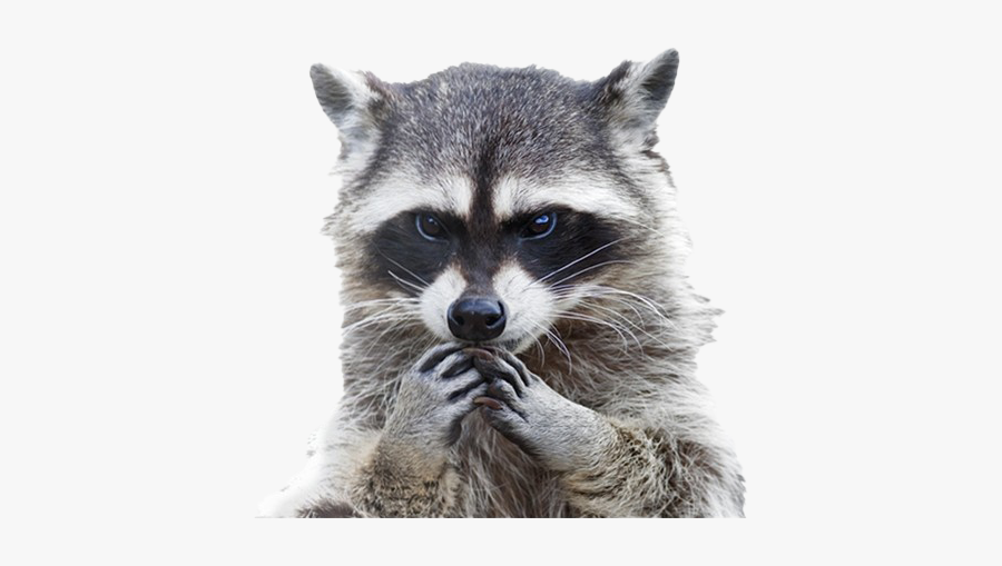 Disappointed Raccoon, Transparent Clipart