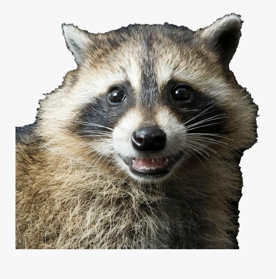 Raccoon Transparent Image - Raccoon Png, Transparent Clipart