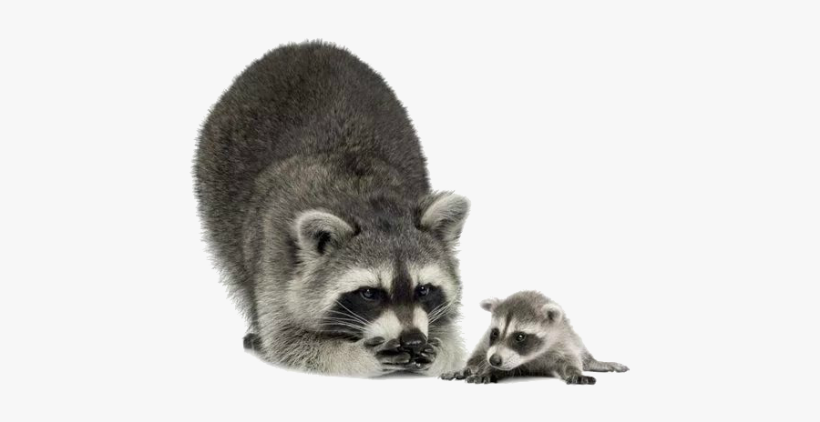Raccoon Clip Art - Raccoon Transparent, Transparent Clipart