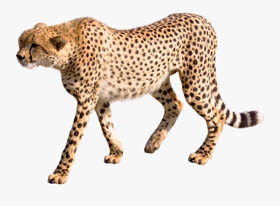 Cheetah Png, Transparent Clipart