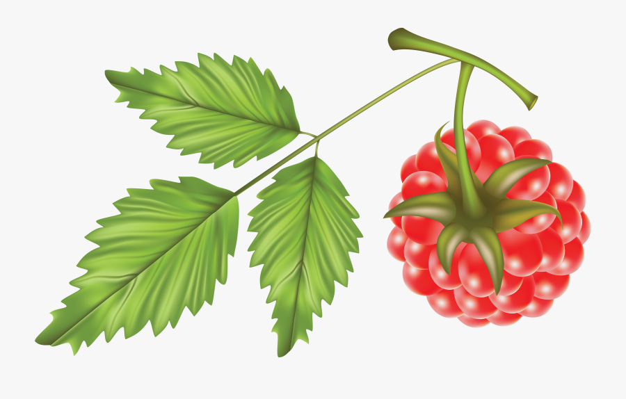 Rraspberry Png Image - Raspberry Vector Png, Transparent Clipart