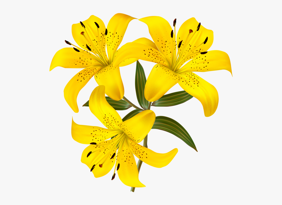 Yellow Lily Flower Clipart, Transparent Clipart