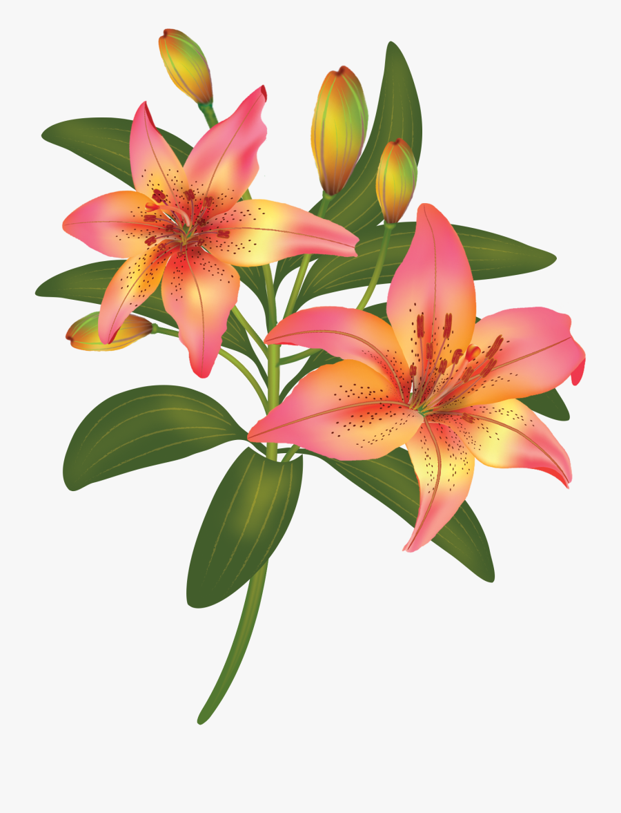 Lily Flower Png, Transparent Clipart