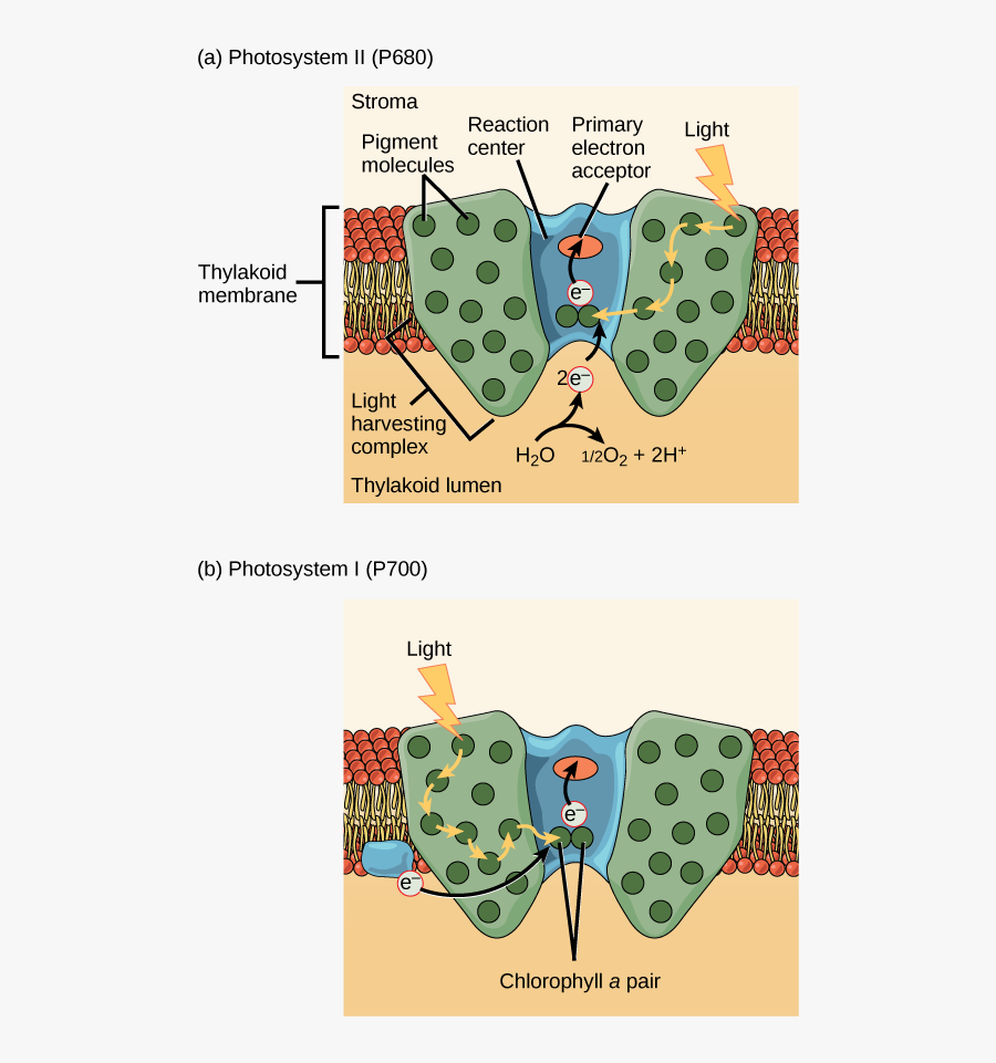 Deer Clipart Heterotroph - Does Light Dependent Reaction Work, Transparent Clipart