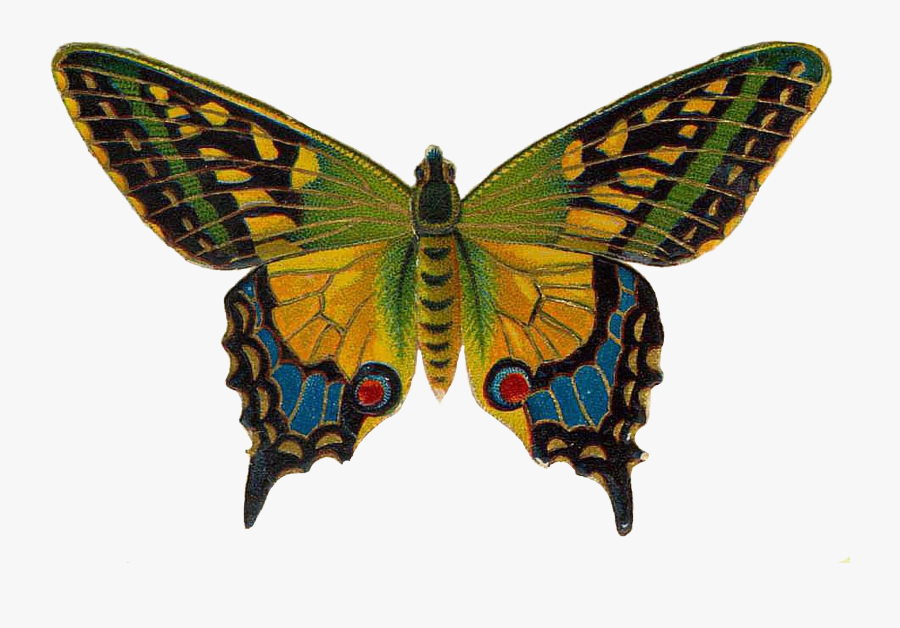 Vintage Butterfly Transparent Background, Transparent Clipart