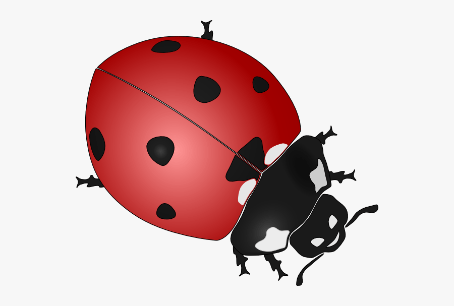 Ladybug Cartoon Image - Black And White Ladybug Vector, Transparent Clipart