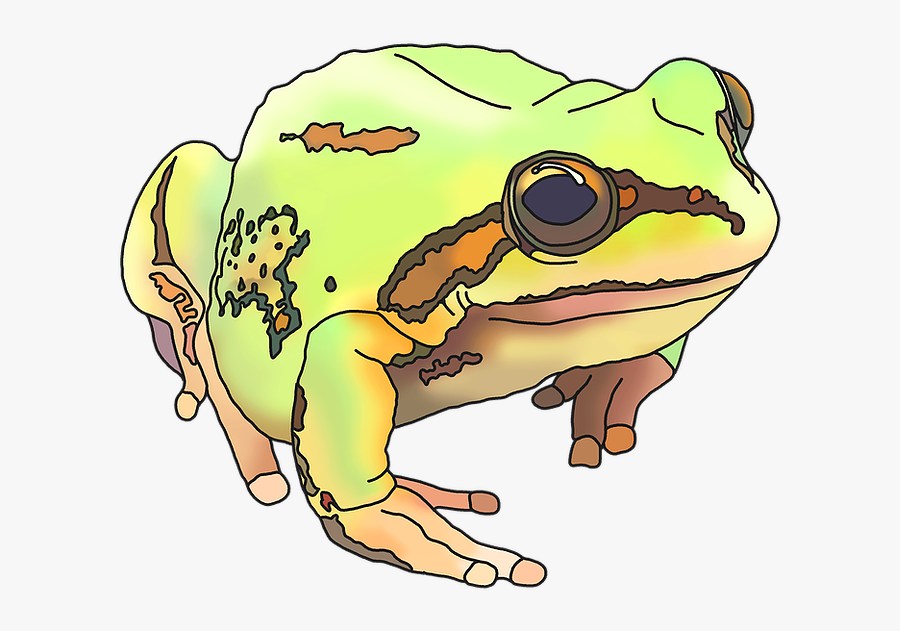 True Frog, Transparent Clipart