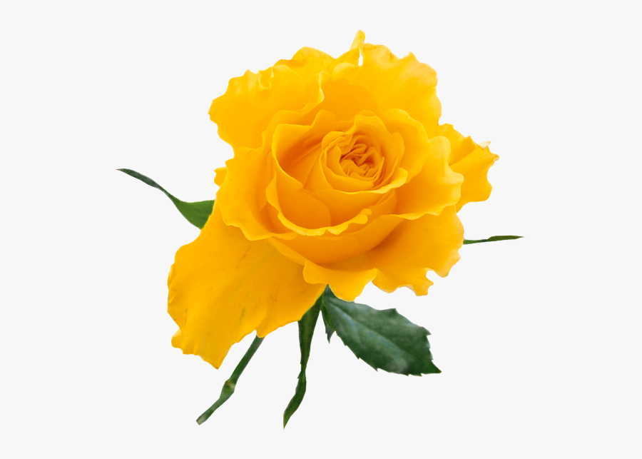 Yellow Rose Clip Art Free - Yellow Rose On Transparent Background, Transparent Clipart