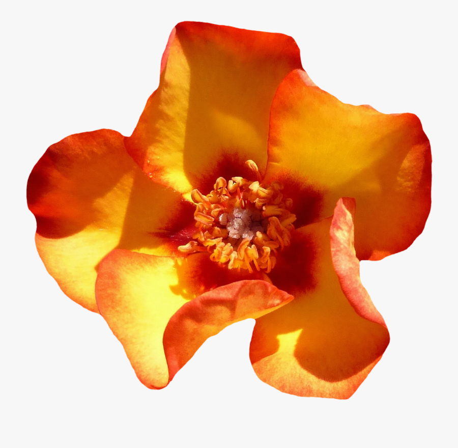 Yellow Rose Flower Top View Png Image - Flower Top View, Transparent Clipart
