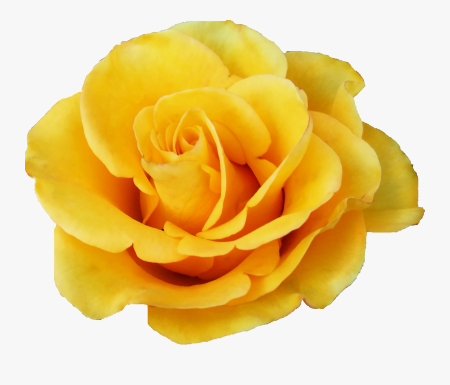 Free Download Garden Roses- - Rosa Amarela Do Jardim, Transparent Clipart