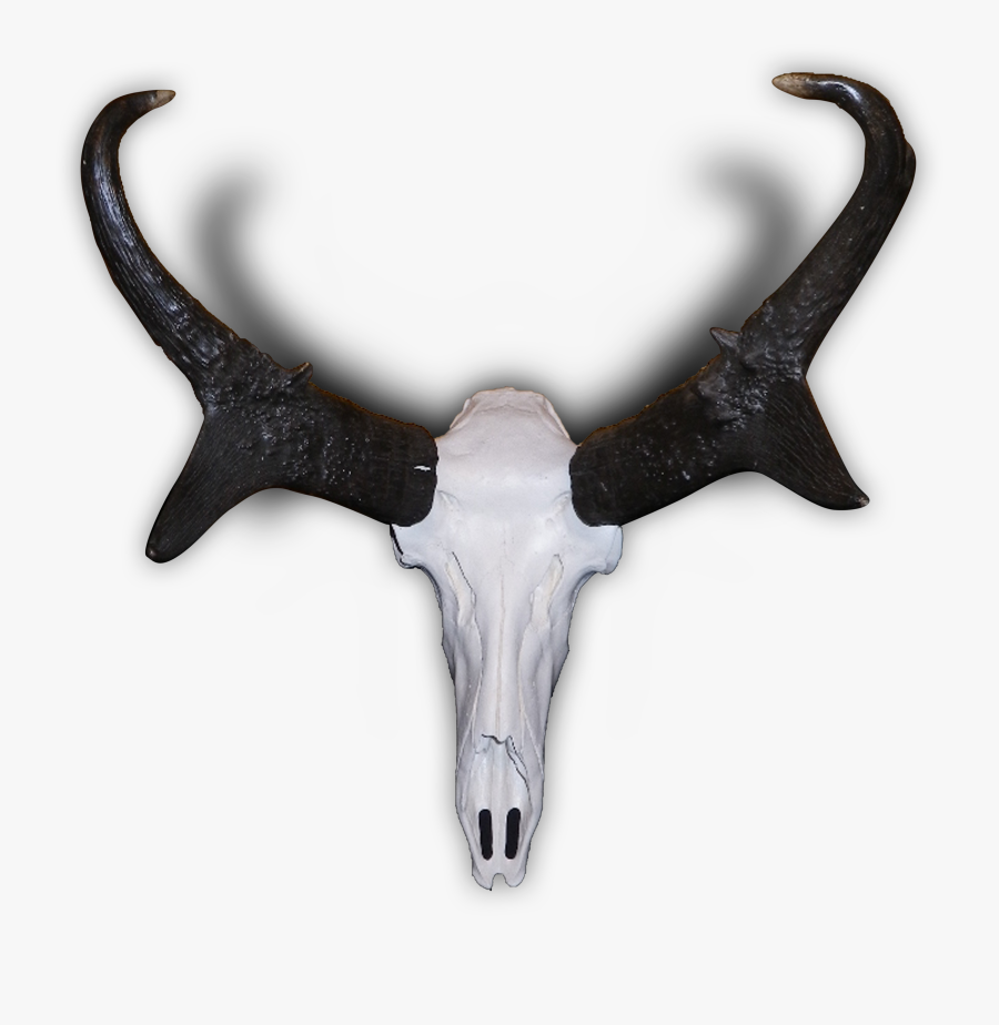 Pronghorn Antelope Elk Antler - Pronghorn Antelope Skull, Transparent Clipart