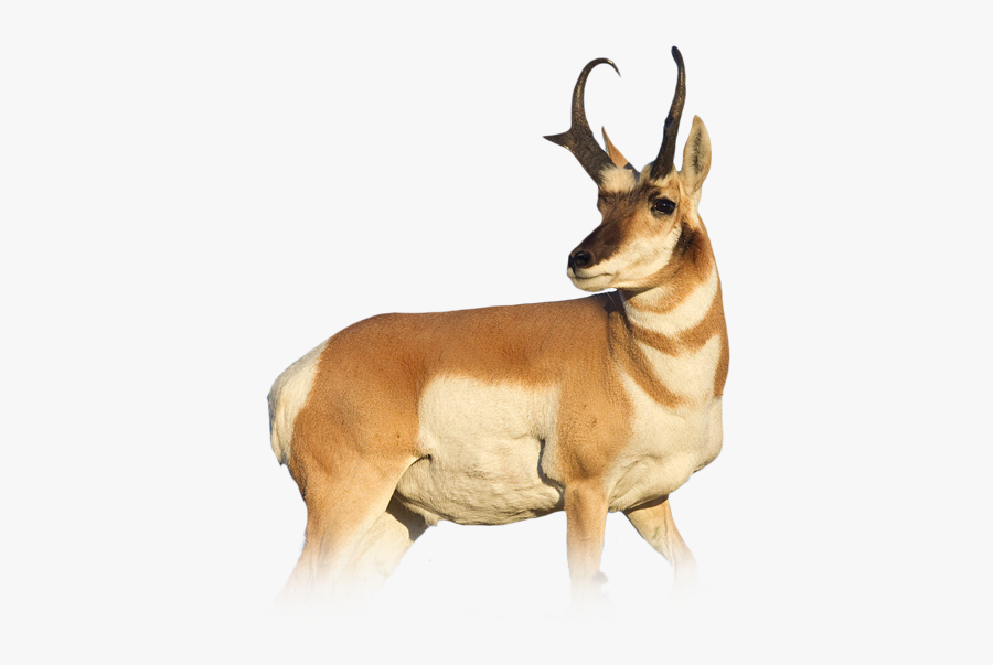 Pronghorn Antelope Png - Pronghorn Antelope, Transparent Clipart